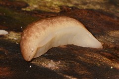 Philomycus flexuolaris