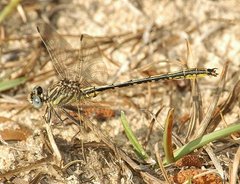 Phanogomphus hodgesi