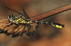 Hylogomphus geminatus