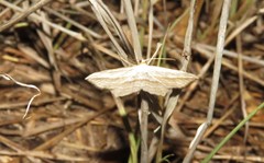 Arcobara multilineata