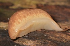 Philomycus flexuolaris