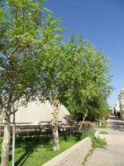 Moringa oleifera