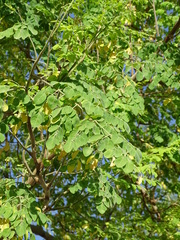 Moringa oleifera