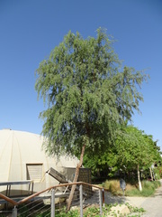 Prosopis cineraria