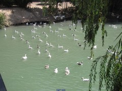 Anser anser domesticus