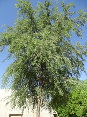 Prosopis cineraria