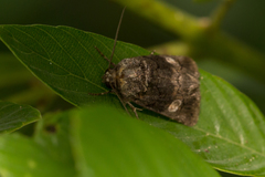 Copanarta aurea
