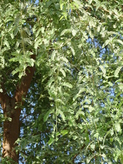 Prosopis cineraria