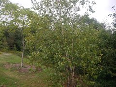 Betula