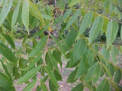 Juglans