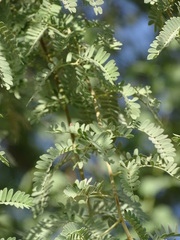 Prosopis cineraria