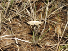 Arcobara multilineata