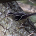 photo of Black-and-white Warbler (Mniotilta varia)
