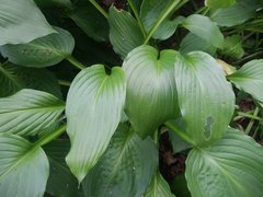 Hosta