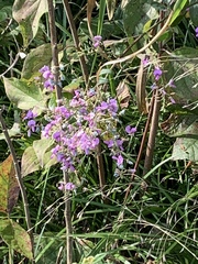 Dipogon lignosus