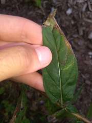 Mompha argentimaculella