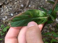 Mompha argentimaculella