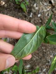 Mompha argentimaculella