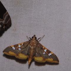 Prophantis