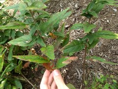 Mompha argentimaculella