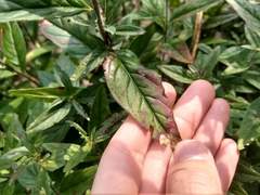 Mompha argentimaculella