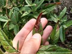 Mompha argentimaculella