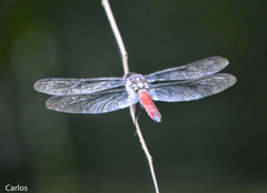 Libellula herculea