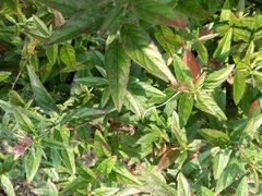 Mompha argentimaculella