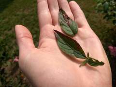 Mompha argentimaculella