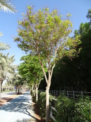 Moringa oleifera
