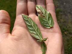 Mompha argentimaculella