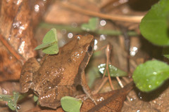 Microhyla fissipes