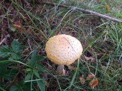 Amanita