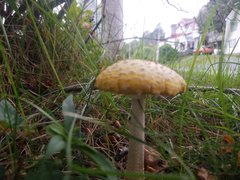 Amanita