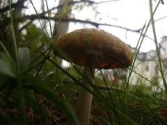 Amanita