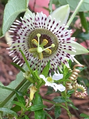 Passiflora exsudans