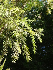 Melaleuca viminalis