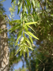 Melaleuca viminalis