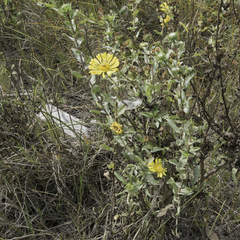 Grindelia stricta platyphylla