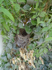 Pycnonotus leucotis