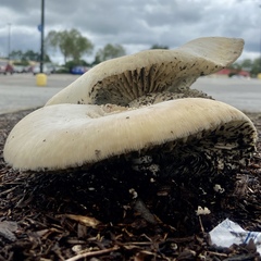 Chlorophyllum molybdites