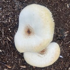 Chlorophyllum molybdites