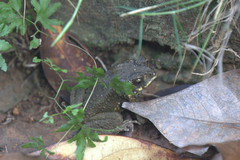 Duttaphrynus melanostictus