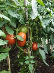 Solanum lycopersicum