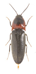 Ampedus rubricus