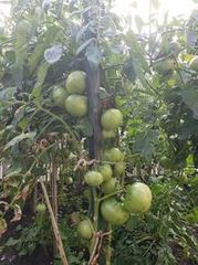 Solanum lycopersicum