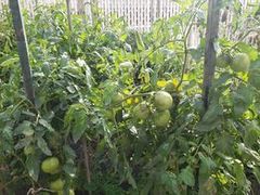 Solanum lycopersicum