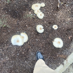 Chlorophyllum molybdites
