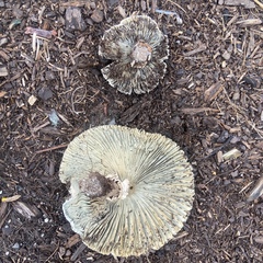 Chlorophyllum molybdites