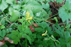 Corydalis ochotensis